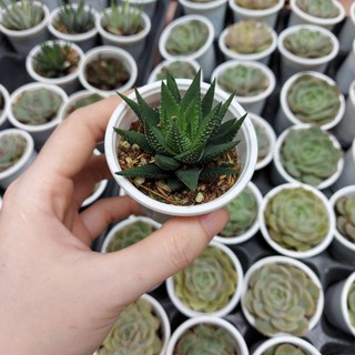 Sen đá móng rồng pháp