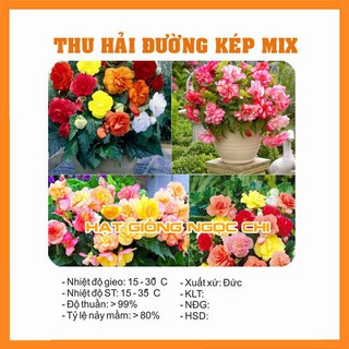 Hạt Giống Hoa Thu Hải Đường Kép Mix - 5 Hạt