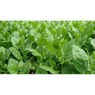 Hạt giống rau Mồng tơi lá to