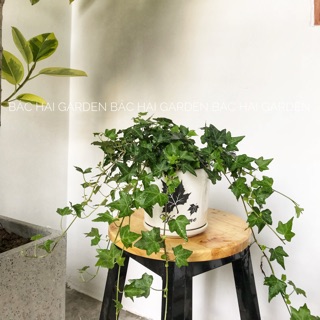 Chậu thường xuân để bàn trang trí nội ngoại thất kèm chậu men sứ cao cấp- Cây nội ngoại thất Bác Hai Garden