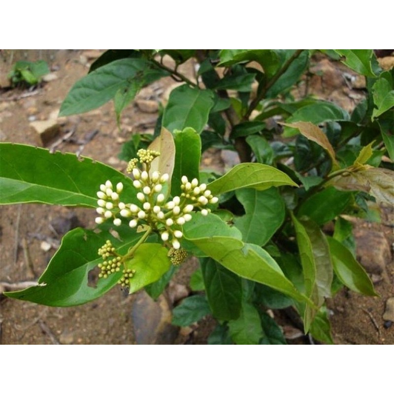 Combo 5 cây xạ đen giống chính hiệu Hoà Bình