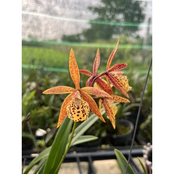 😍😍Cattleya Jairak Canary