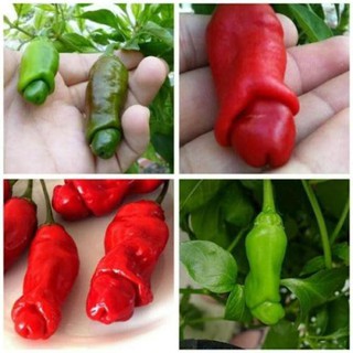 20 Hạt giống ớt cu tý
