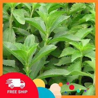 0.1g Hạt giống Cỏ ngọt (tặng gói Kích nẩy mầm và Hướng dẫn) KHUYẾN MẠI TRONG NGAY
