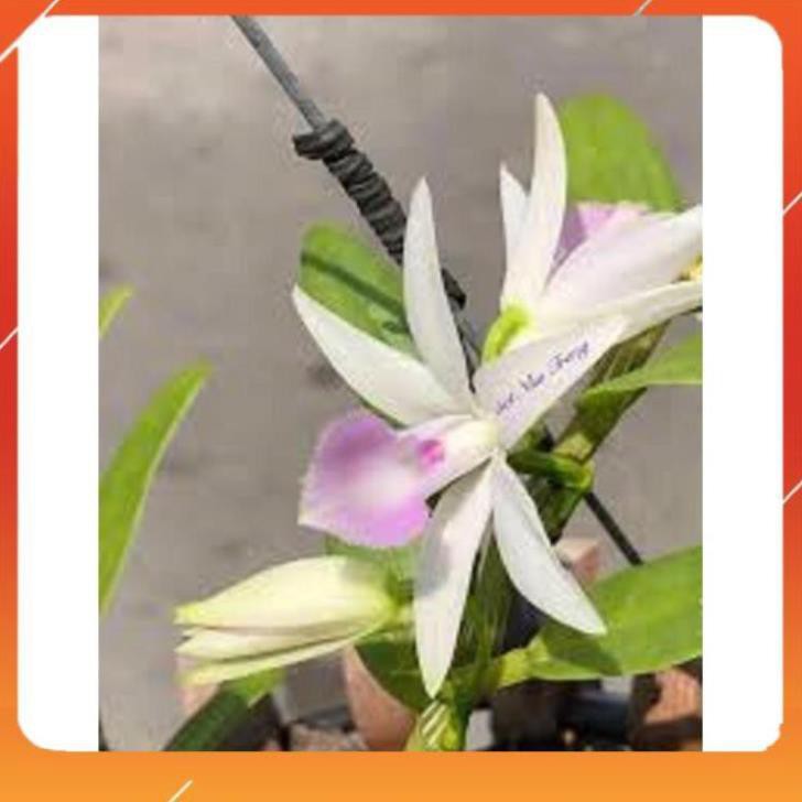 [BÁN CHẠY] lan phi điệp 5 cánh trắng NHA TRANG, cây giống cấy mô, hoa đẹp hiếm giá rẻ liên hệ ngay để xem video chi tiết
