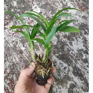 Denro Mini Thái nhiều màu, siêng hoa