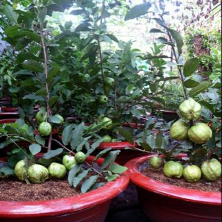 Ổi nữ hoàng siêu trái