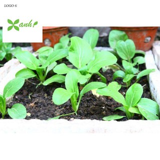 Hạt giống Cải Chít 50 hạt