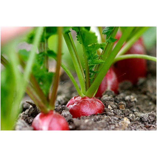 Hạt giống Củ cải đỏ khổng lồ - Rau củ quả trồng tại vườn, sân thượng, nông trang, ban công