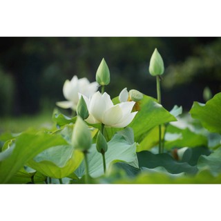 Hạt Giống Hoa Sen Trắng - 4 Hạt