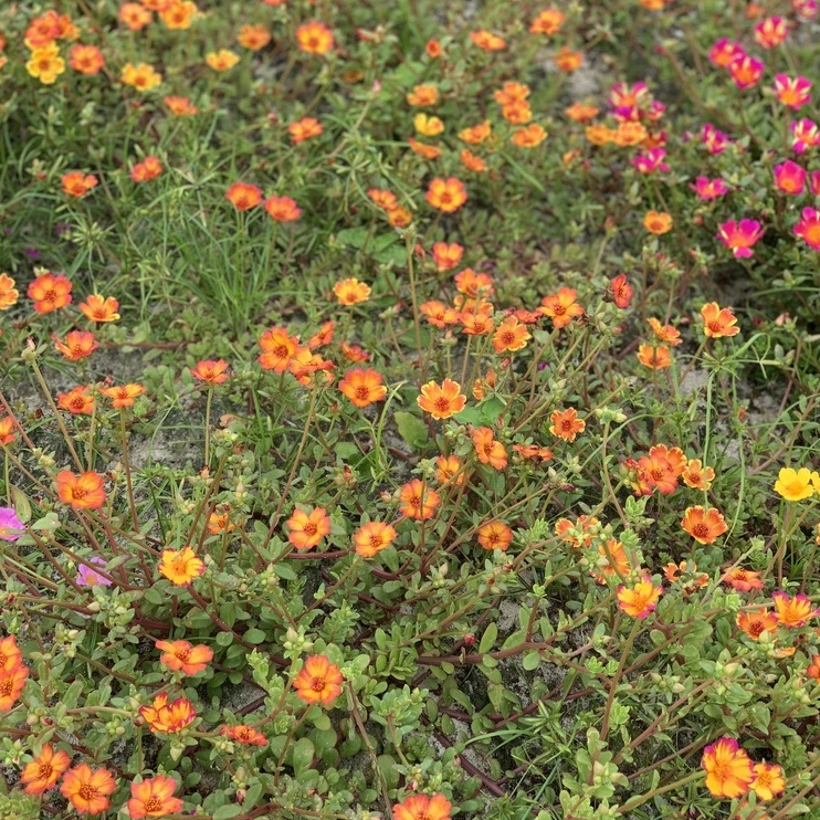 Hoa sam đơn 1kg combo 22 màu