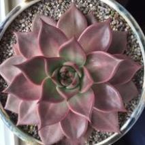 100 hạt giống sen đá kim cương nhiều mầu