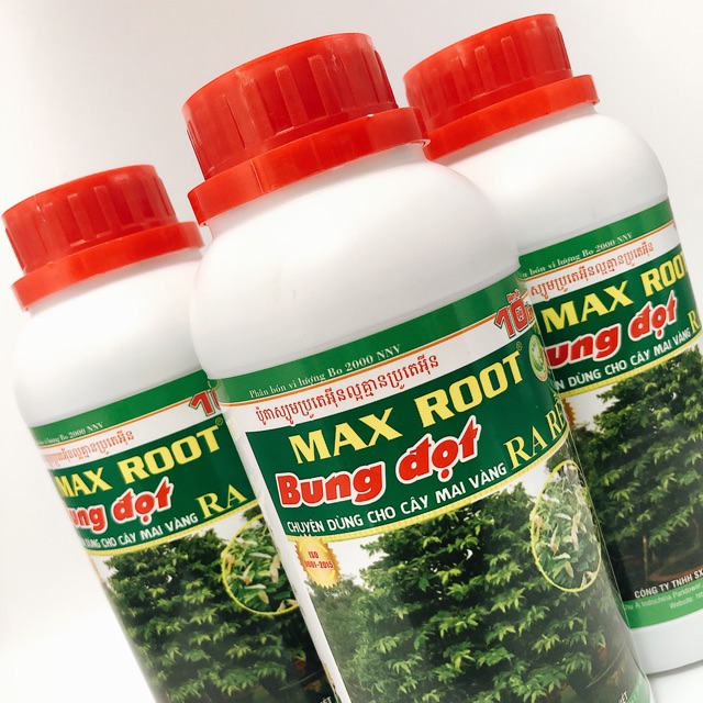 BUNG ĐỌT RA RỄ MAI VÀNG