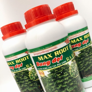 Bung đọt ra rễ mai vàng