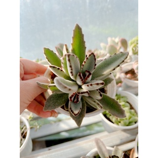 Sen đá nhung đen size trung 5-7cm xuất vườn đà Lạt