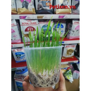 Cỏ lúa mạch cho Mèo - Cỏ lúa mì cho mèo đã trồng sẵn thành cây - Petizen