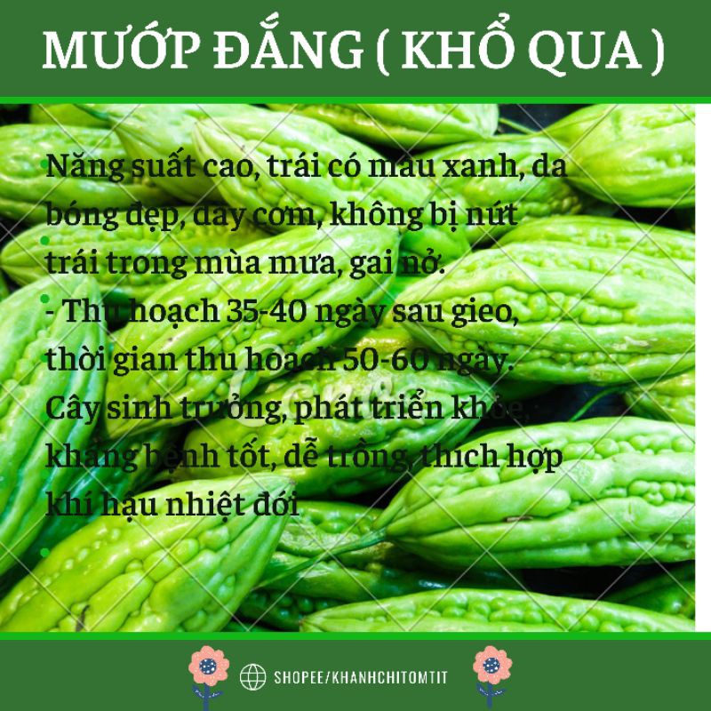 HẠT GIỐNG MƯỚP ĐẮNG ( KHỔ QUA) KHỔ QUA RỪNG, KHỔ QUA LAI, KHỔ QUA XANH, KHỔ QUA TÂY