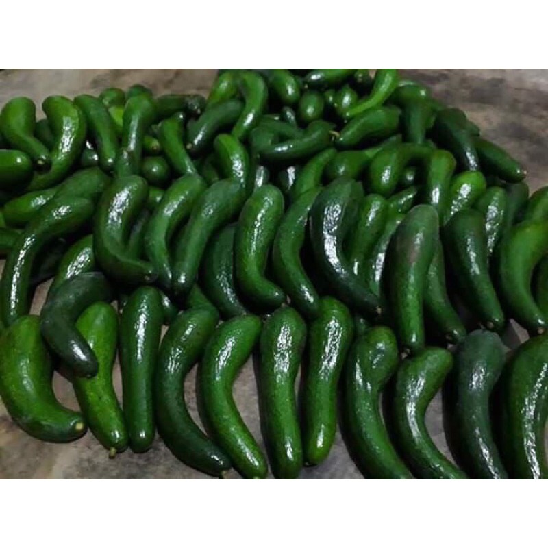 Bơ 034 LĐ  hàng sẵn tại HCM size 2,3 | BigBuy360 - bigbuy360.vn