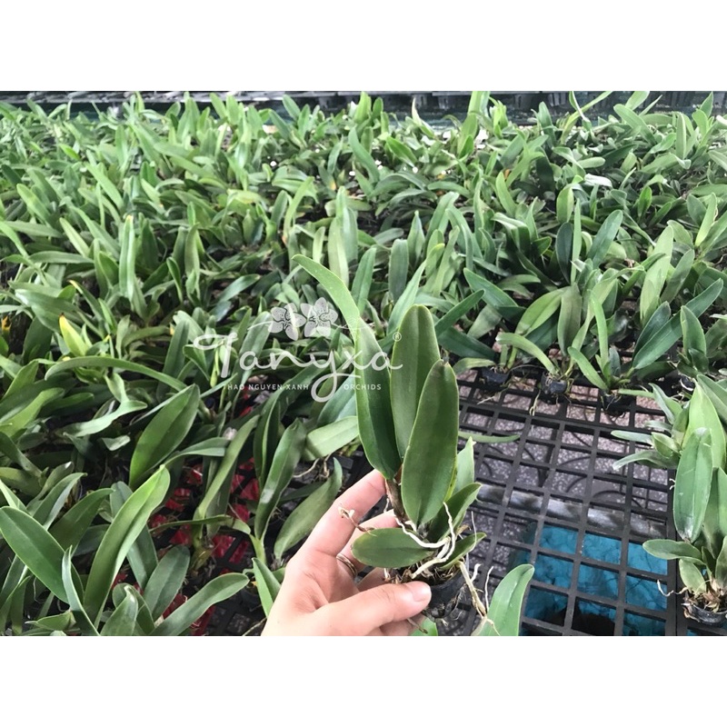 TNX24 - Lan Cattleya Mini Hoa Chùm - Nell Hammer - Cây Con