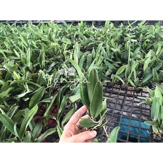 TNX33 - Lan Cattleya Hoa Đại White Diamond - Cây Con