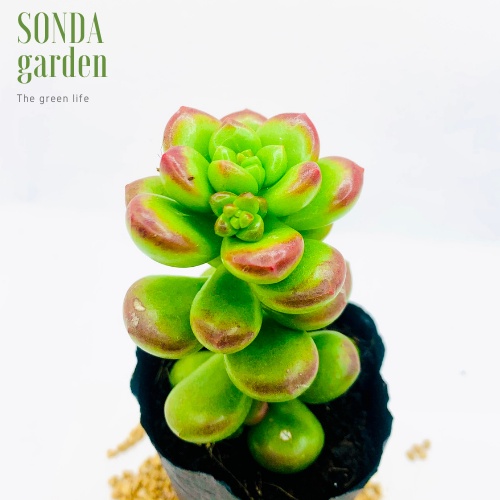 Sen đá chilli cheese SONDA GARDEN size bé 5-8cm, xuất xứ Đà Lạt, khoẻ đẹp, lỗi 1 đổi 1