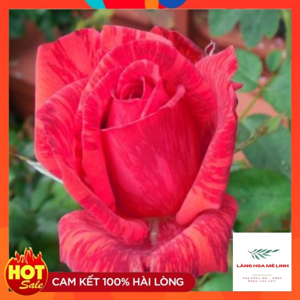 Hoa hồng bụi Red Intuition rose[️ĐỘT BIẾN ️]- đỏ sọc, đỏ sẫm. loại hoa hồng này có khoảng 31 đến 39 cánh hoa, mùi thơm