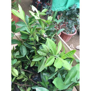 Cây Giống Cherry Anh Đào