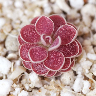 Cây bắt mồi cỏ bơ Pinguicula Florian dòng lai Debbertiana và Jaumavensis chuyên bắt côn trùng