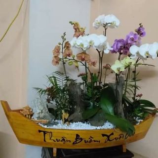 Chậu thuyền gỗ thuận buồm xuôi gió