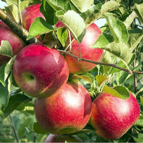 Hạt giống Táo Đỏ Lùn  ĐẾN MÙA TRỒNG TẾT luckyseed hạt siêu rẻ