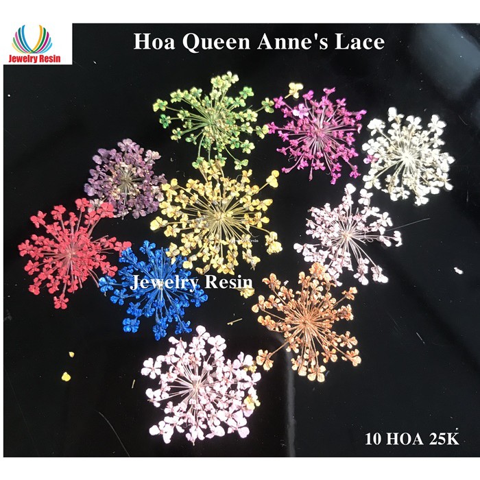 Hoa Queen Anne's Lace Thật, dùng trang trí Resin, Nail, Đồ Handmade...