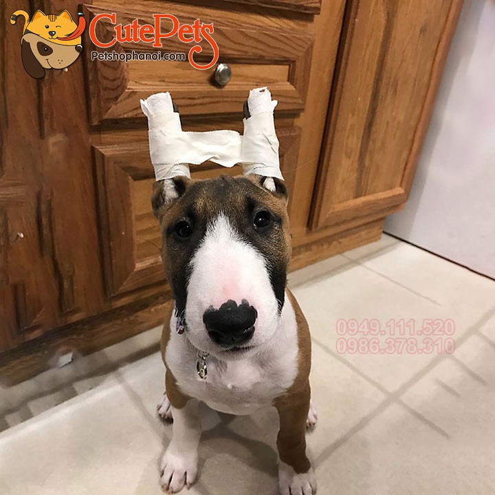 Băng dính cuốn nẹp tai cho chó Neoplast hàng Thái [1 cuộn] - Phụ kiện thú cưng Hà Nội