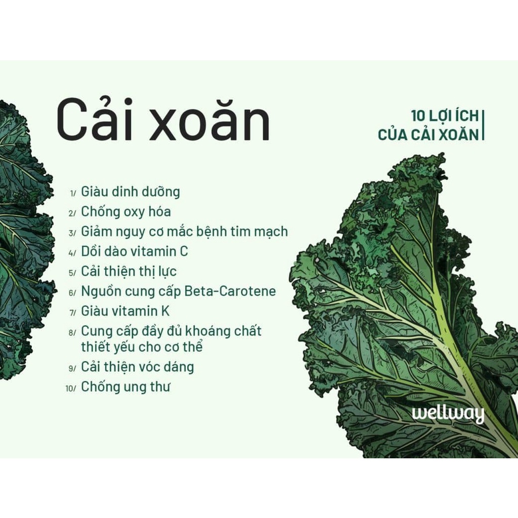 SALE 1K - 35H hạt giống cải kale xoăn - vua của các loại rau xanh - ăn ngon, dễ trồng, giàu dinh dưỡng nhất