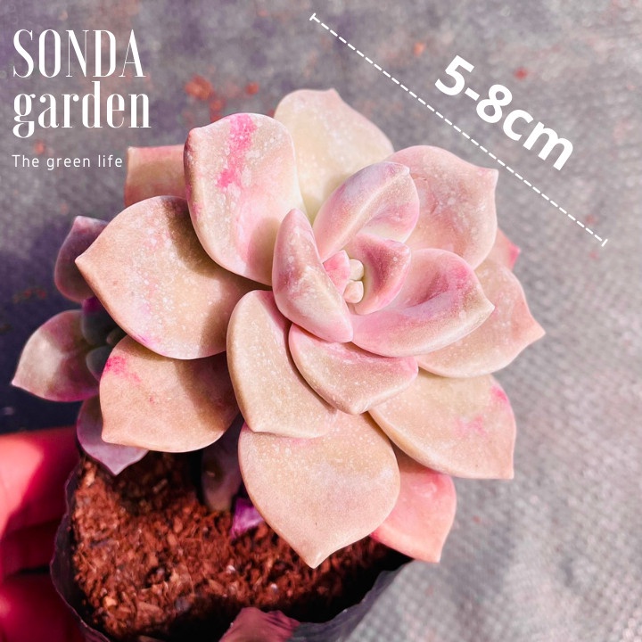 Sen đá hồng mập SONDA GARDEN size bé 5-8cm, xuất xứ Đà Lạt, khoẻ đẹp, lỗi 1 đổi 1