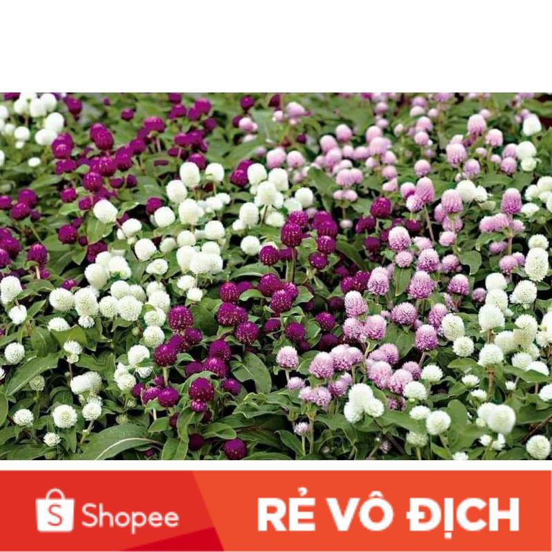 hạt hoa cúc bách nhật mix 4 màu đỏ hồng trắng tím 💖siêu xinh💖nảy mầm cực đỉnh chất lượng cao