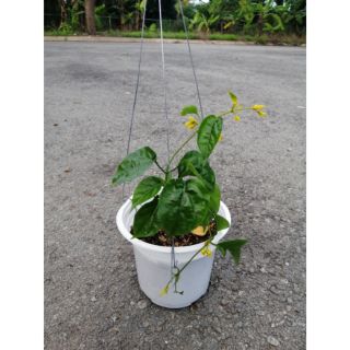 CÂY LAN HOÀNG DƯƠNG (Hình thật Cây giống nhỏ)
