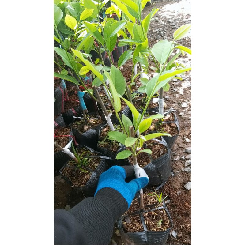 CÂY GIỐNG MÃN CẦU NA SẦU RIÊNG