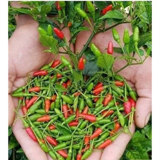 Ớt xiêm rừng tươi (nhà trồng tự nhiên) 200g/ 35k