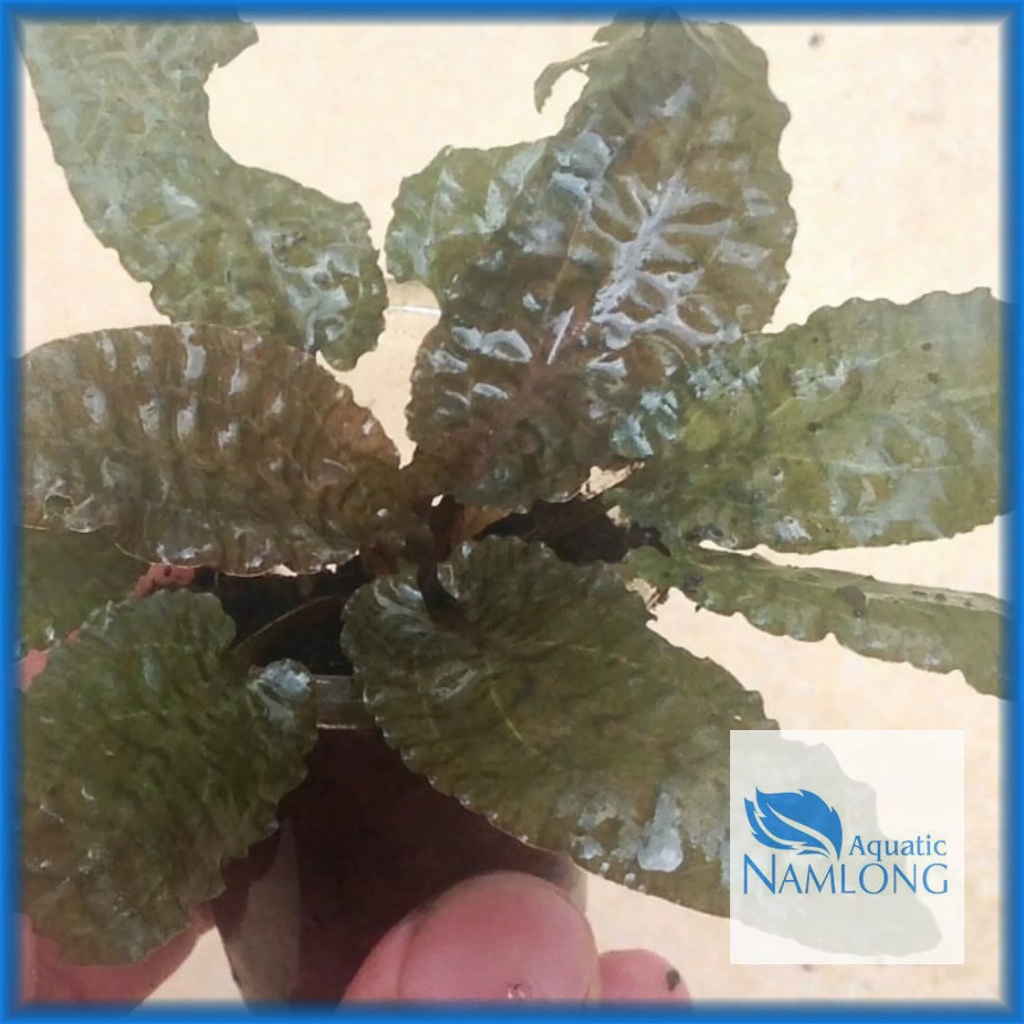 Tiêu thảo nâu - Cây thủy sinh dễ trồng trang trí bể cá