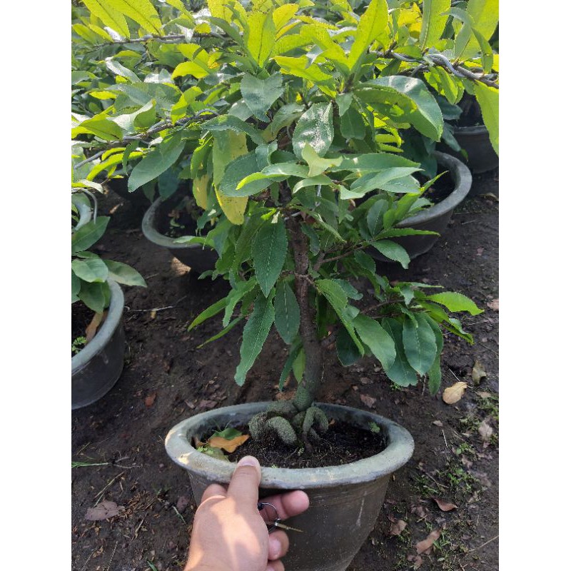 Mai thủ đức vip 2021