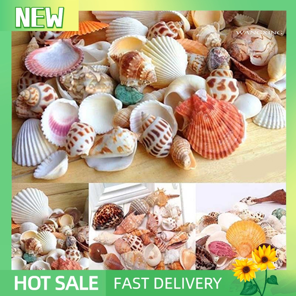 100g vỏ sò trang trí hồ cá độc đáo
