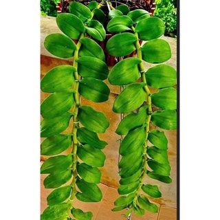 Hoa lan Phi điệp các vùng miền (Hàng ươm kie)