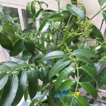 Chậu Cây Cóc TháiLan lùn trưởng thành.