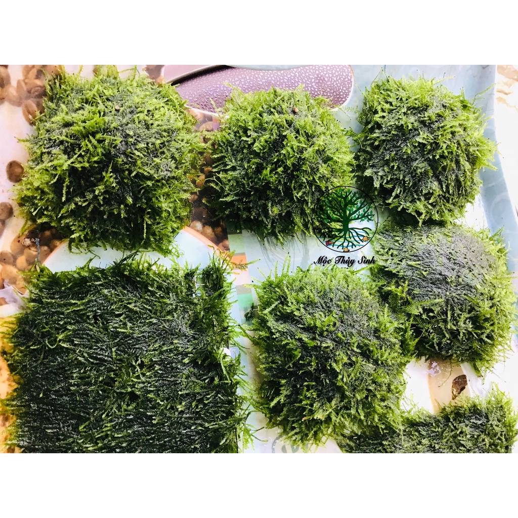 Rêu thủy sinh - Mini Spinky lá nước và Cầu rêu 9x9- Trang Trí Hồ Cá Thuỷ Sinh - Rêu Thuỷ Sinh Dễ Trồng