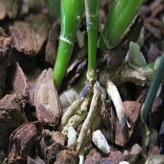 Vỏ gỗ cây thông chuyên trồng phong lan