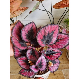 cây hải đường, begonia