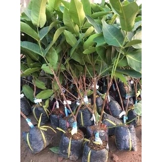 CÂY GIỐNG ROI ĐỎ (MẬN ĐỎ AN PHƯỚC)