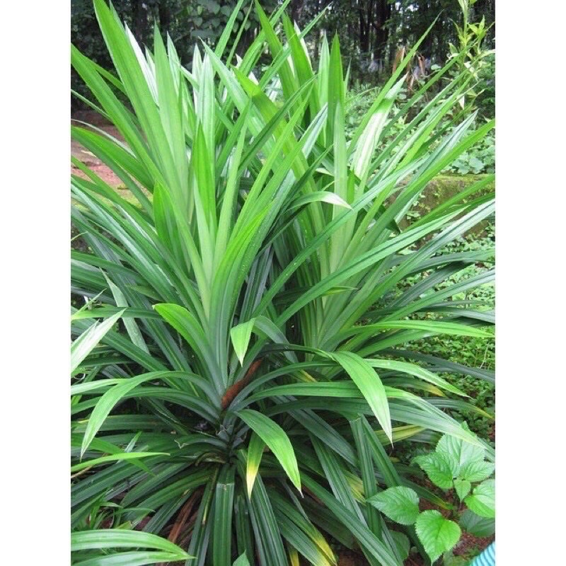 1kg Lá dứa Phơi khô