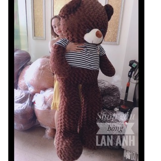 Gấu bông teddy khổ 1m8 cao M6 ảnh thật kèm video