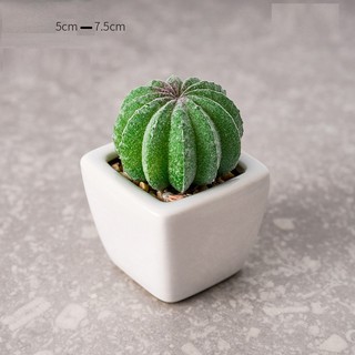Chậu sen đá xương rồng mini